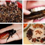 Eating cockroaches