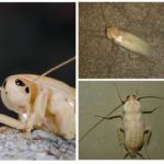 Albino cockroach