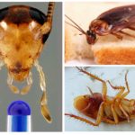 Cockroaches can live without a head