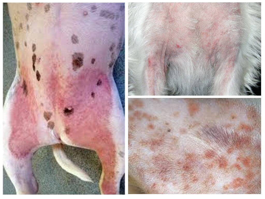 Dermatitis atòpica en gossos