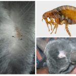 Chinchilla fleas
