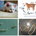 Helminths in cats