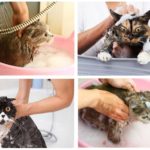 Bathing shampoo cat