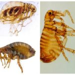 Human flea
