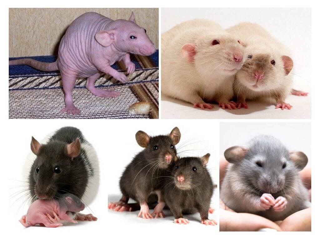 Dekorativní krysy