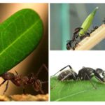 Quin tipus de càrrega pot portar una formiga?