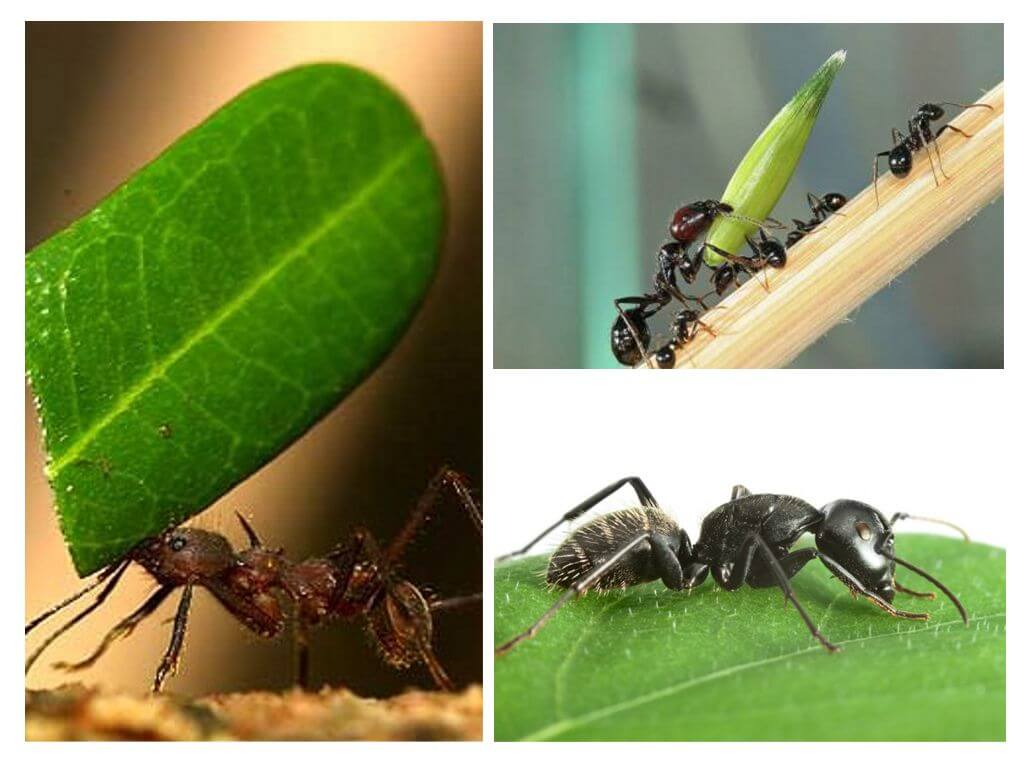 Quin tipus de càrrega pot portar una formiga?