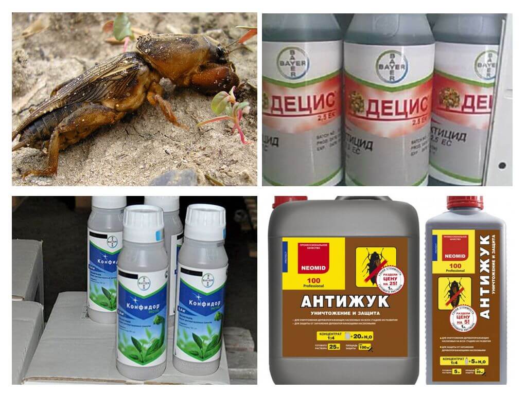 Productes insecticides de Medvedka