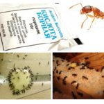 Ant extermination at home
