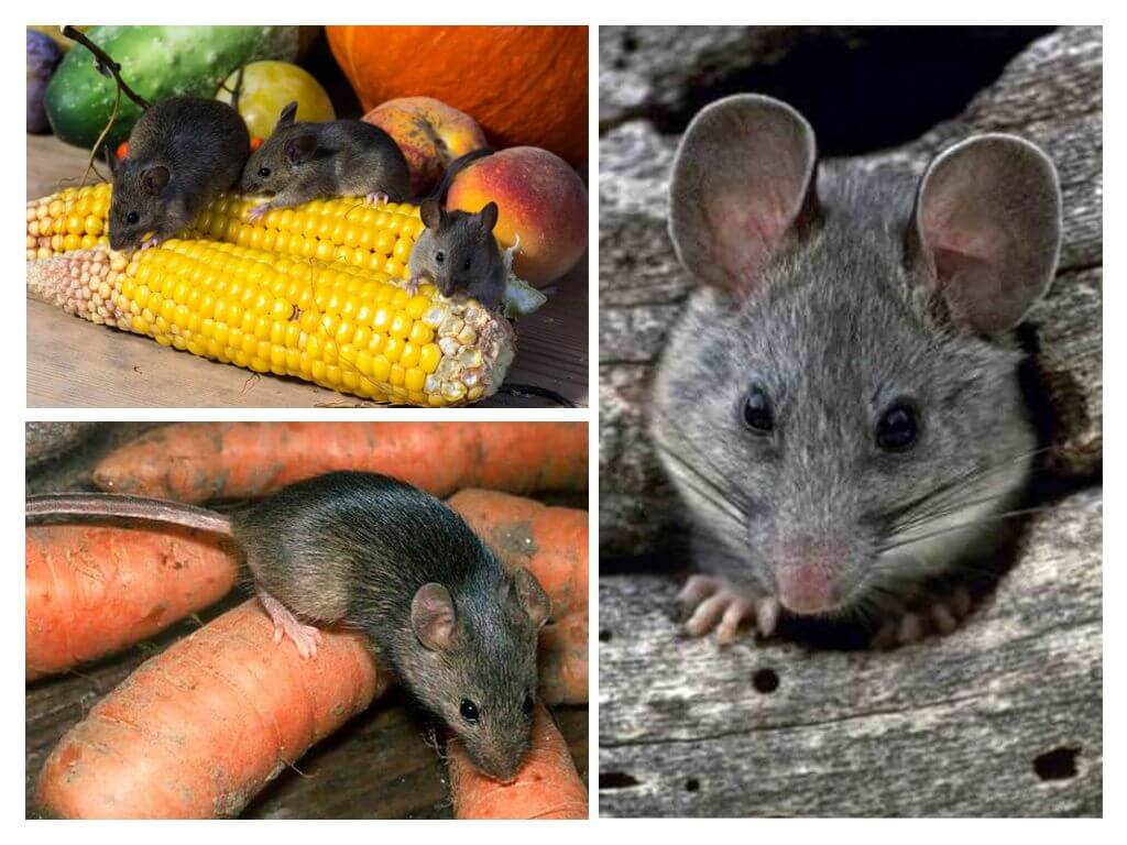 Els danys dels ratolins al país