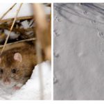 Rat in winter