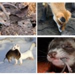 Animals that eat mice
