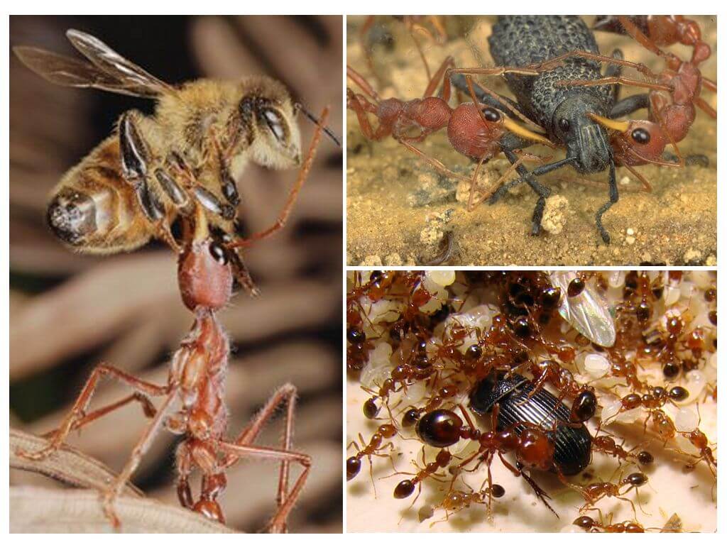Jídlo mravenců dravců