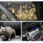 Mouse in the car
