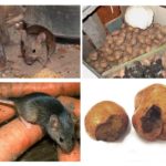 Mice in the cellar