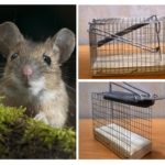 Mousetrap cage
