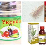 Folk methods from pediculosis
