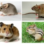 Diferència d'un ratolí d'altres animals