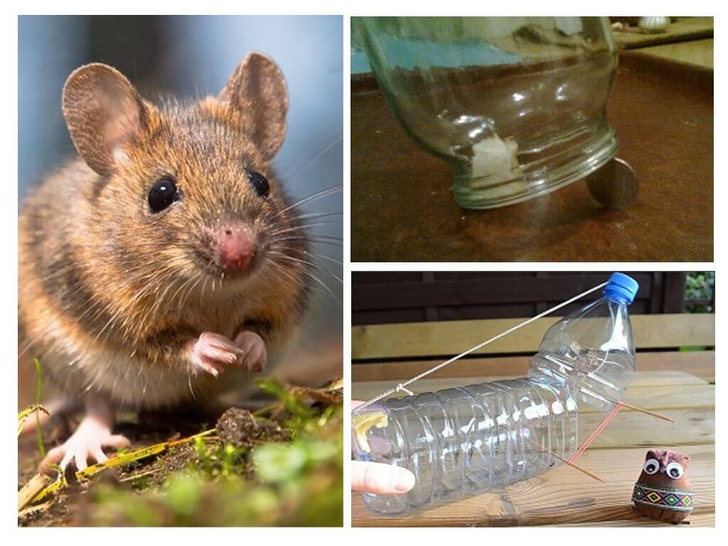 Что можно домашним мышам. Мышь в квартире. Мышь попалась. Мышеловка для маленьких мышей. Мыши в доме.