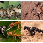 Vida de formigues