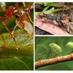 The benefits of insects