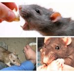 Rat bite behavior