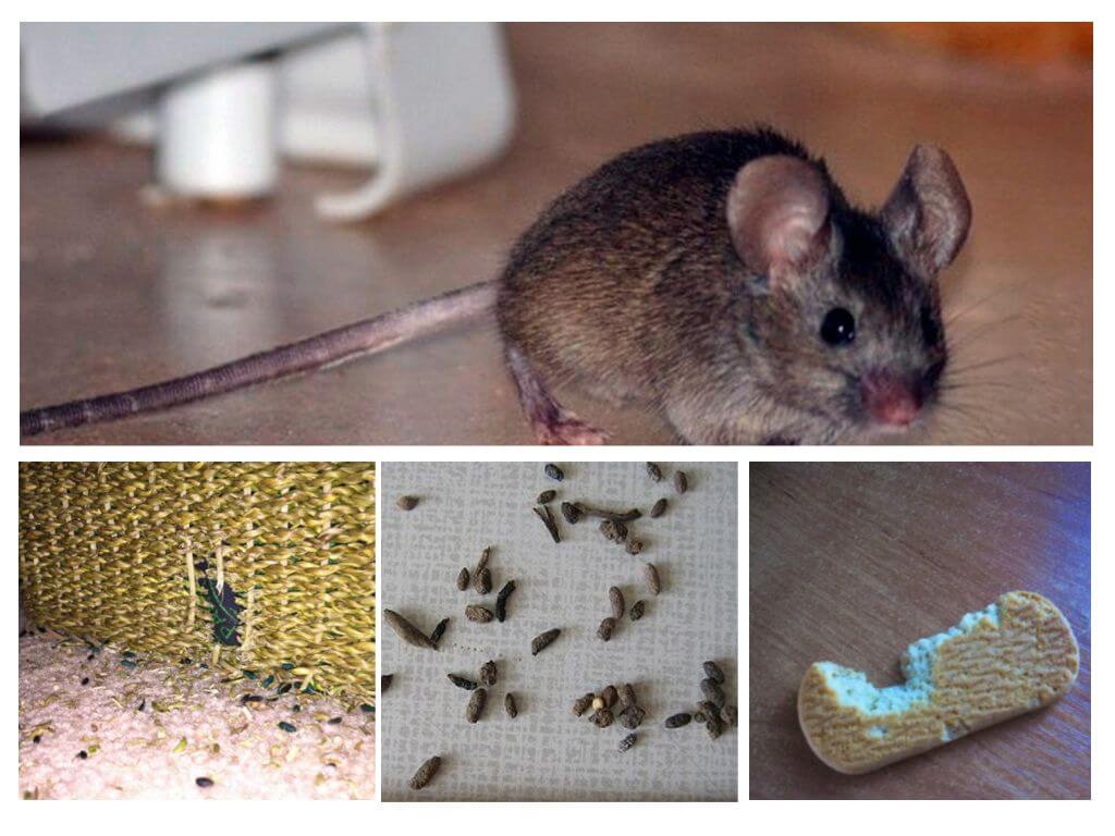La presència de ratolins a l'apartament