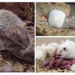 Reproducció de ratolins