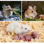 Nutrició i reproducció de ratolins