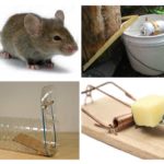 Mouse Trap Types