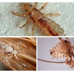Lice species