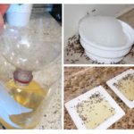 Homemade ant traps