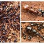 Ant family