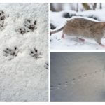 Traces of rats in the snow