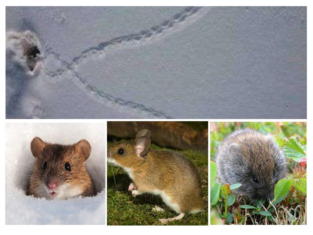 Rastres de ratolins a la neu