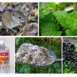 Folk remedies for mice
