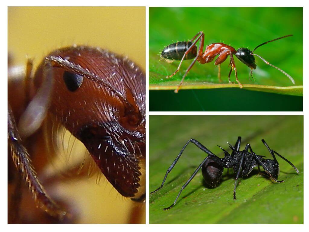 Primer pla de formigues