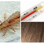 Temperature and lice