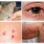 Rat diseases