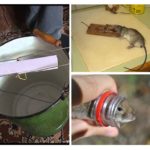 Extermination of rats at home