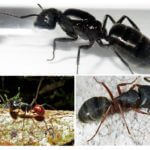 Species of big ants
