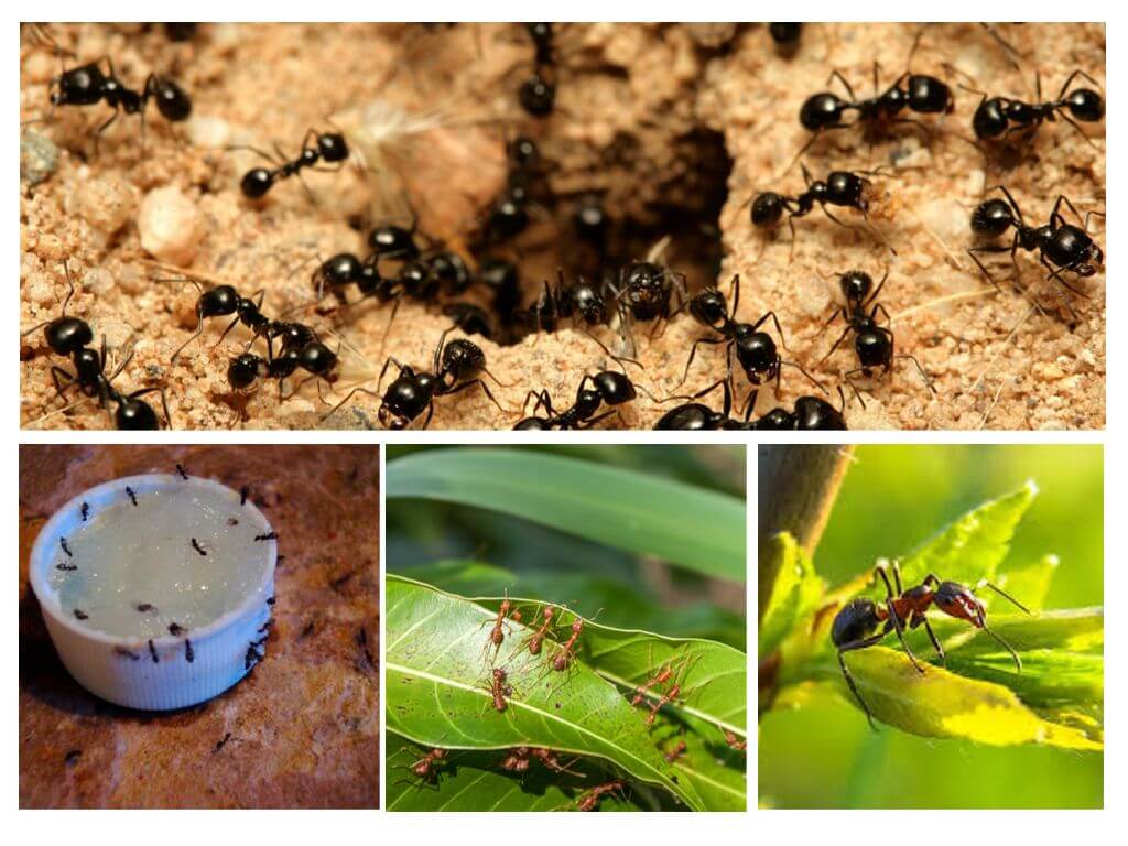 Espècies de formigues