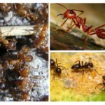Species of ants