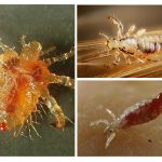 Types of lice