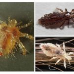 Lice species