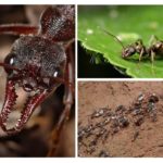 Ant life