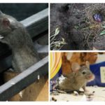 Vida del ratolí a casa