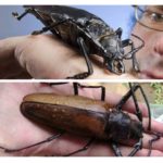 The biggest beetle