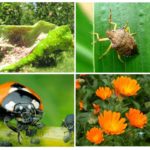 Biological methods of dealing with aphids