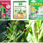 Biological products for aphids
